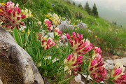 17 Trifolium alpinum (Trifoglio alpino)
